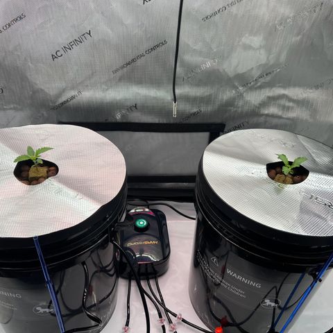 ILGM Blue Dream Auto growlog timeline photo