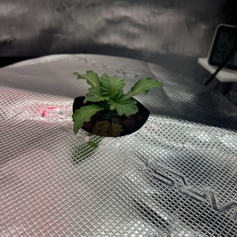 ILGM Blue Dream Auto growlog timeline photo