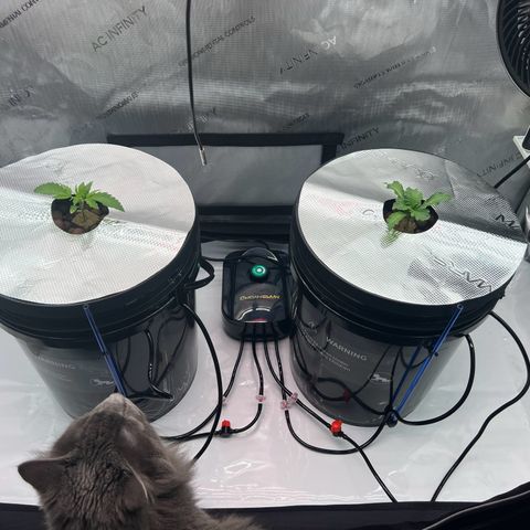 ILGM Blue Dream Auto growlog timeline photo