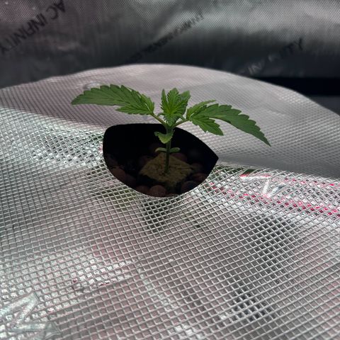 ILGM Blue Dream Auto growlog timeline photo
