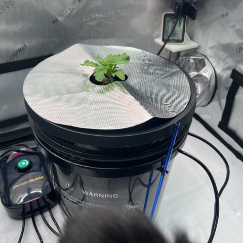 ILGM Blue Dream Auto growlog timeline photo