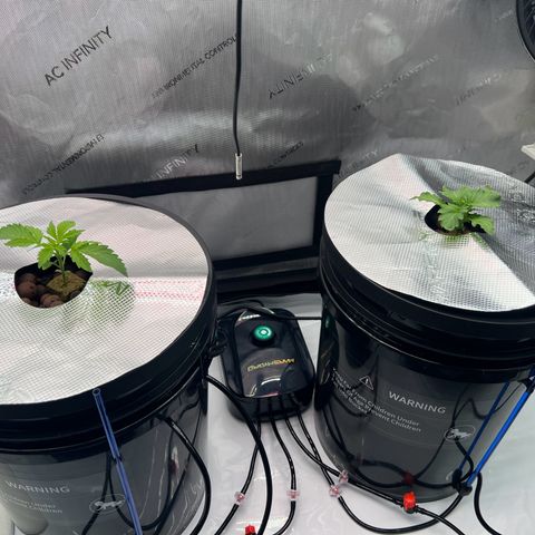 ILGM Blue Dream Auto growlog timeline photo