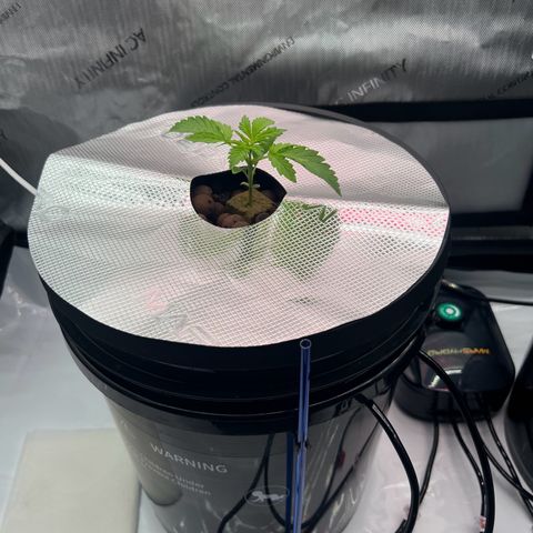 ILGM Blue Dream Auto growlog timeline photo