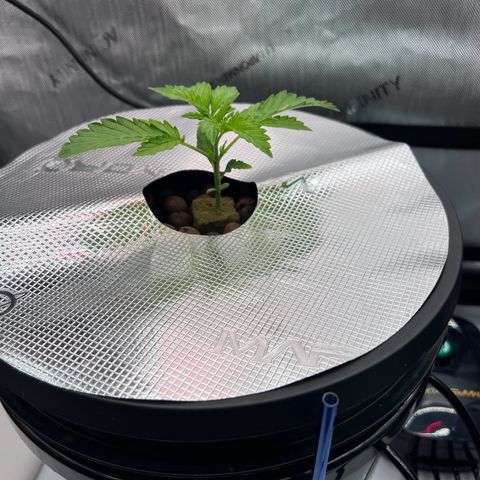 ILGM Blue Dream Auto growlog timeline photo