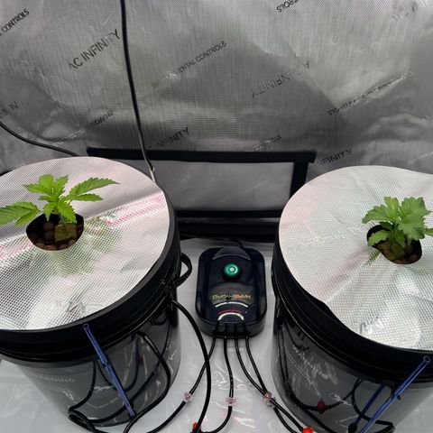 ILGM Blue Dream Auto growlog timeline photo