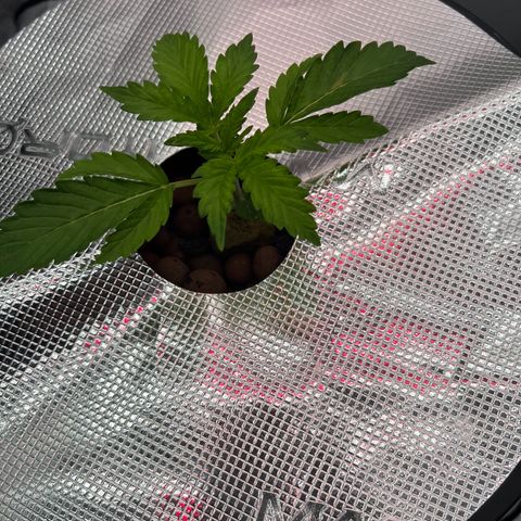 ILGM Blue Dream Auto growlog timeline photo