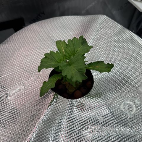 ILGM Blue Dream Auto growlog timeline photo