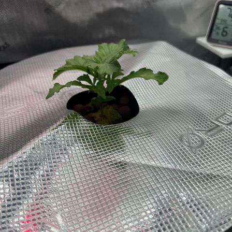 ILGM Blue Dream Auto growlog timeline photo
