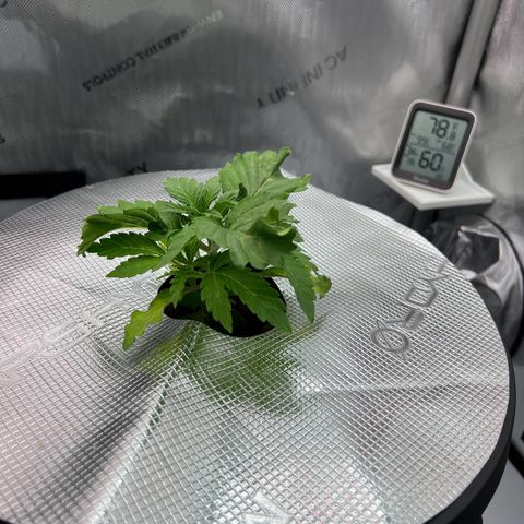 ILGM Blue Dream Auto growlog timeline photo