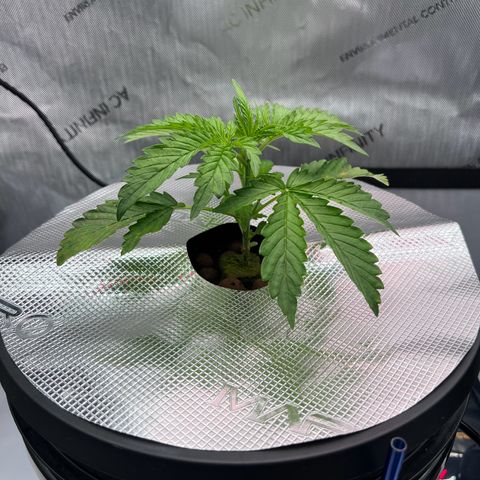 ILGM Blue Dream Auto growlog timeline photo