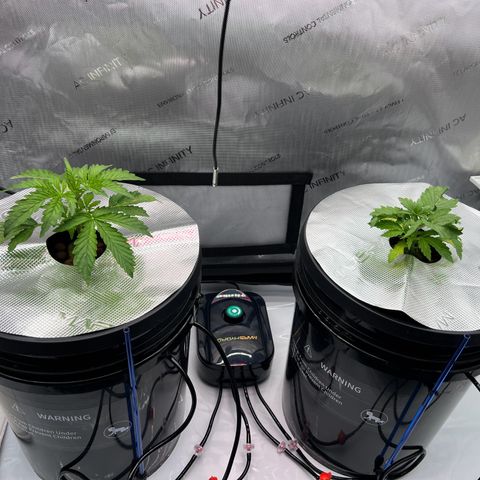 ILGM Blue Dream Auto growlog timeline photo