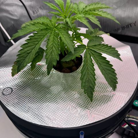 ILGM Blue Dream Auto growlog timeline photo