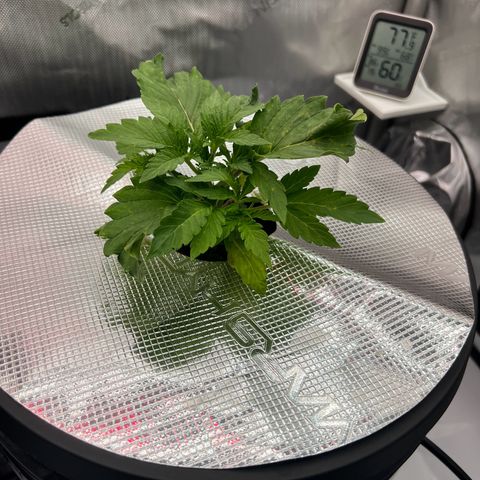 ILGM Blue Dream Auto growlog timeline photo