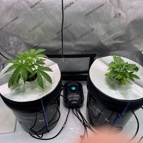 ILGM Blue Dream Auto growlog timeline photo
