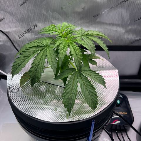 ILGM Blue Dream Auto growlog timeline photo