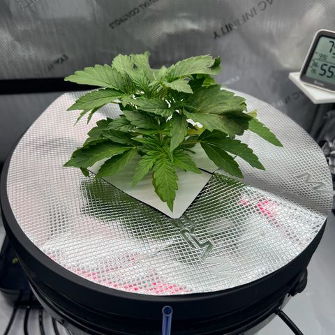 ILGM Blue Dream Auto growlog timeline photo