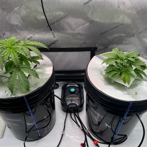 ILGM Blue Dream Auto growlog timeline photo