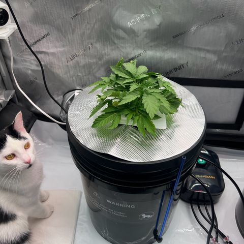 ILGM Blue Dream Auto growlog timeline photo
