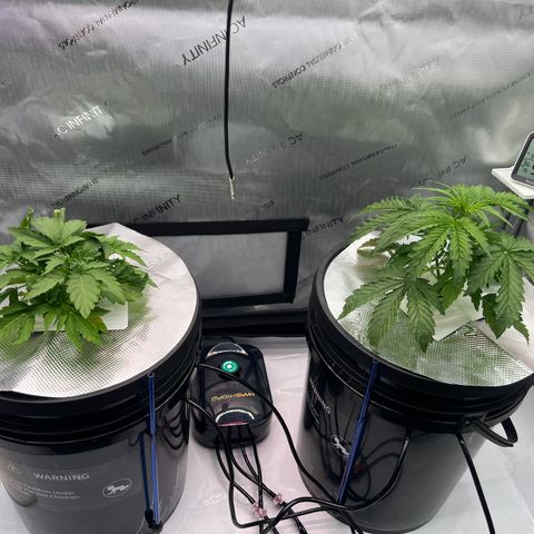 ILGM Blue Dream Auto growlog timeline photo