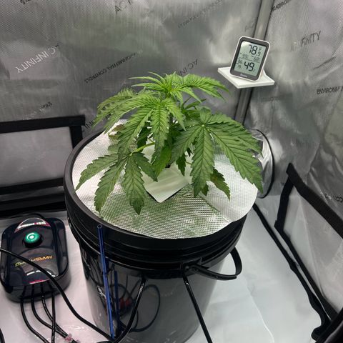ILGM Blue Dream Auto growlog timeline photo