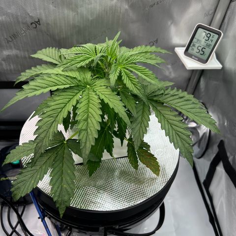 ILGM Blue Dream Auto growlog timeline photo