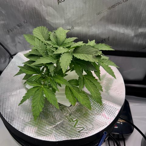 ILGM Blue Dream Auto growlog timeline photo