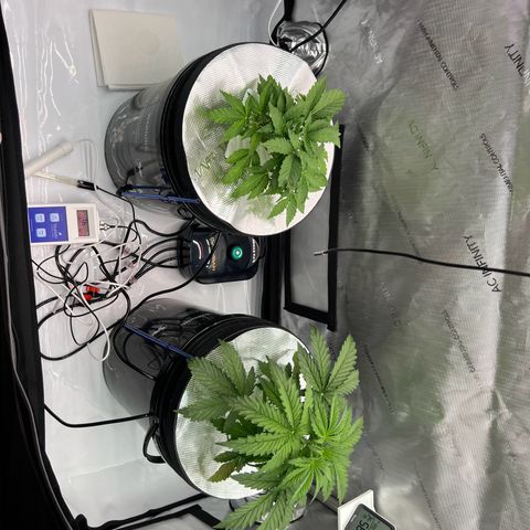 ILGM Blue Dream Auto growlog timeline photo