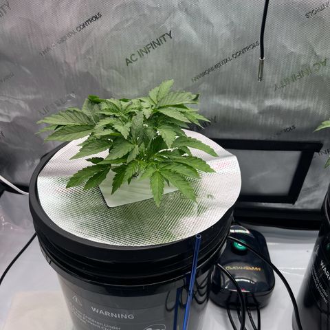 ILGM Blue Dream Auto growlog timeline photo