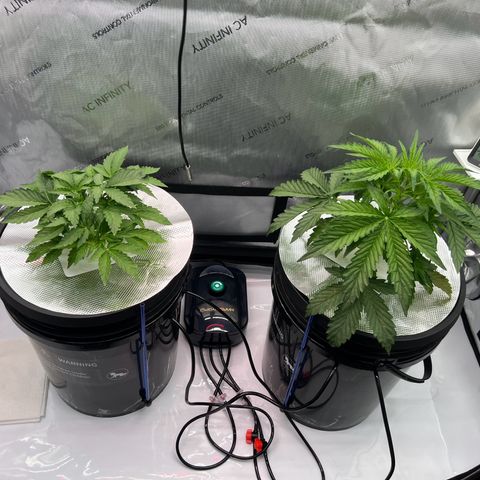 ILGM Blue Dream Auto growlog timeline photo