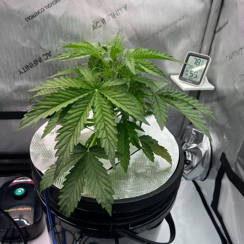 ILGM Blue Dream Auto growlog timeline photo