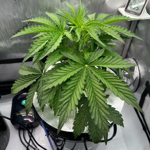 ILGM Blue Dream Auto growlog timeline photo