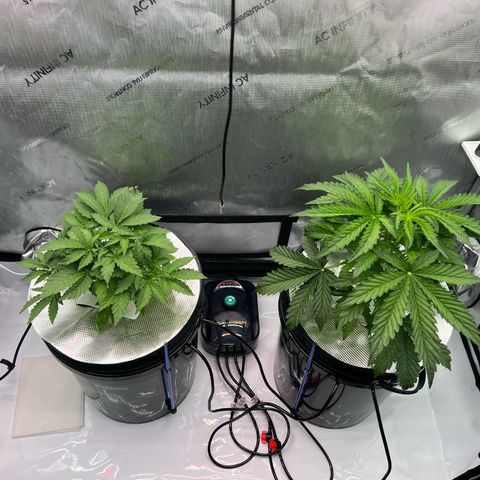 ILGM Blue Dream Auto growlog timeline photo