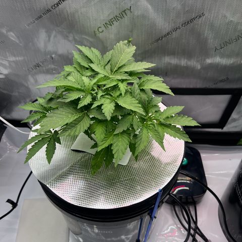 ILGM Blue Dream Auto growlog timeline photo