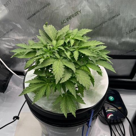 ILGM Blue Dream Auto growlog timeline photo