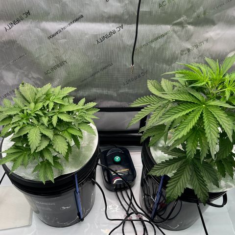 ILGM Blue Dream Auto growlog timeline photo