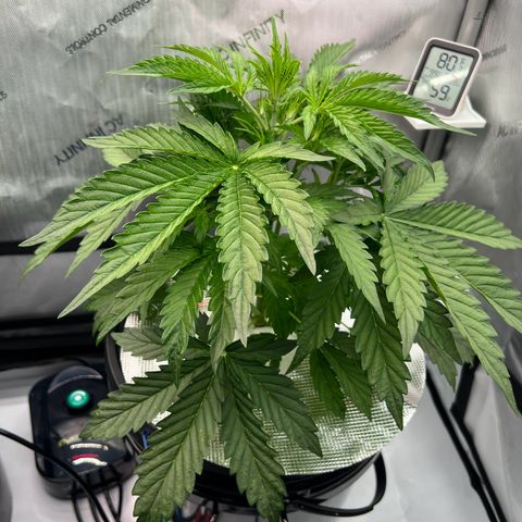 ILGM Blue Dream Auto growlog timeline photo