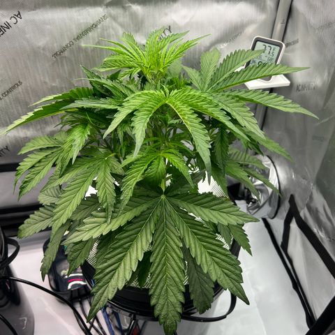 ILGM Blue Dream Auto growlog timeline photo