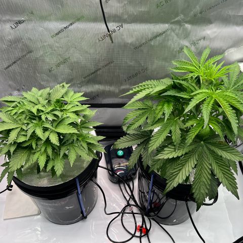 ILGM Blue Dream Auto growlog timeline photo