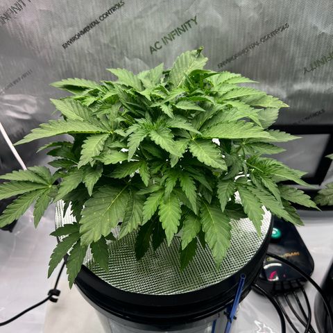 ILGM Blue Dream Auto growlog timeline photo