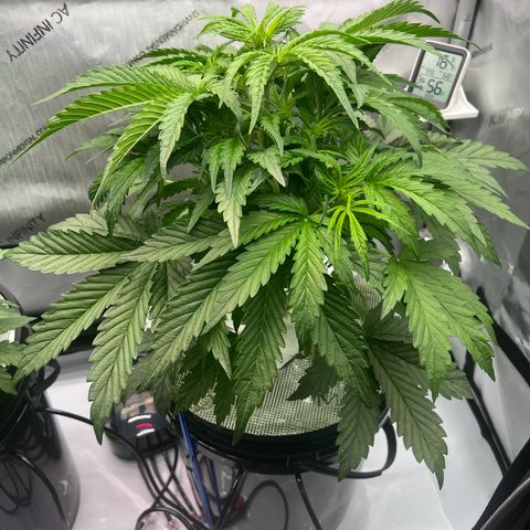 ILGM Blue Dream Auto growlog timeline photo