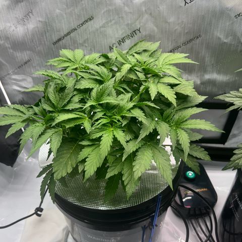 ILGM Blue Dream Auto growlog timeline photo