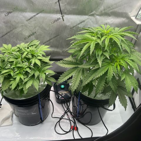 ILGM Blue Dream Auto growlog timeline photo