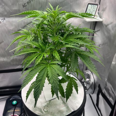 ILGM Blue Dream Auto growlog timeline photo