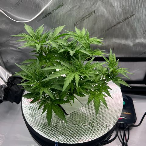 ILGM Blue Dream Auto growlog timeline photo