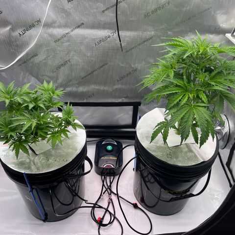 ILGM Blue Dream Auto growlog timeline photo