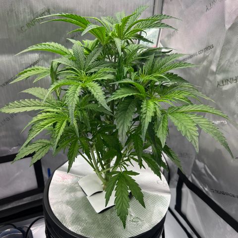 ILGM Blue Dream Auto growlog timeline photo