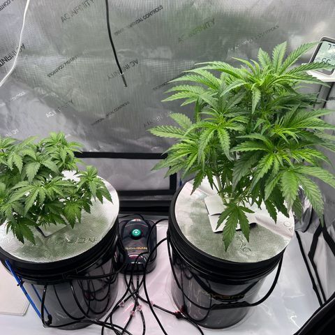 ILGM Blue Dream Auto growlog timeline photo