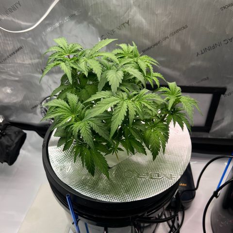 ILGM Blue Dream Auto growlog timeline photo