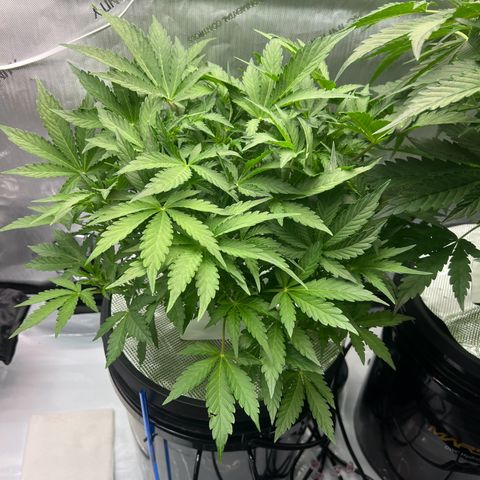 ILGM Blue Dream Auto growlog timeline photo