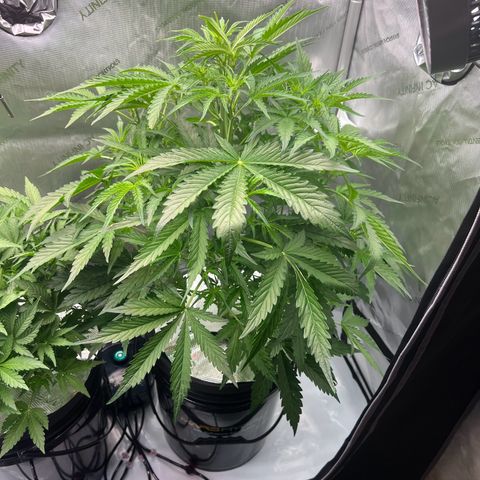 ILGM Blue Dream Auto growlog timeline photo